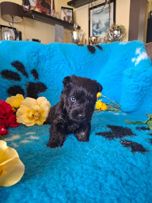 CHIOT 1