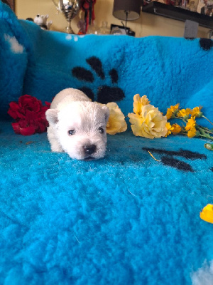 CHIOT 3