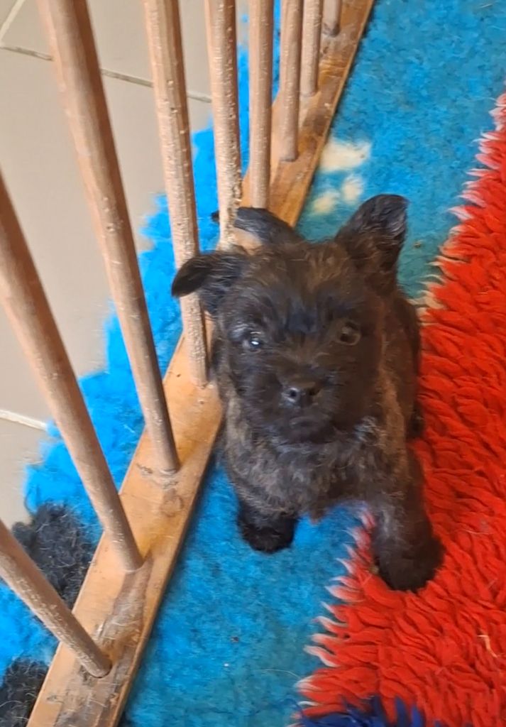 du Harpouy D'Auzan - Chiots disponibles - Cairn Terrier