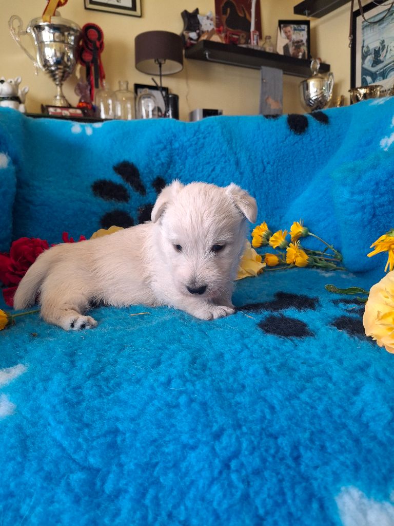 du Harpouy D'Auzan - Chiots disponibles - Scottish Terrier