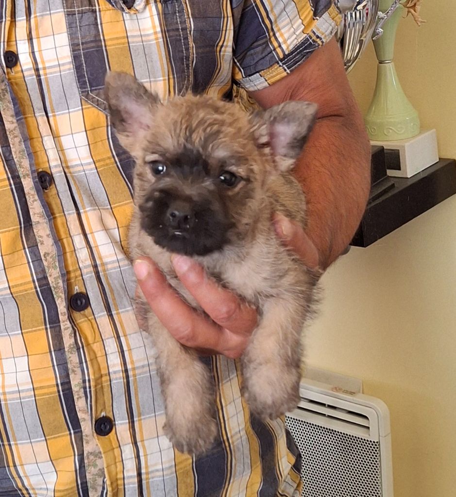du Harpouy D'Auzan - Chiots disponibles - Cairn Terrier