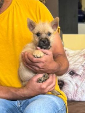 du Harpouy D'Auzan - Chiots disponibles - Cairn Terrier