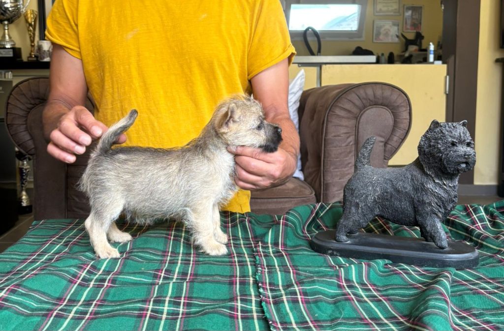 du Harpouy D'Auzan - Chiots disponibles - Cairn Terrier