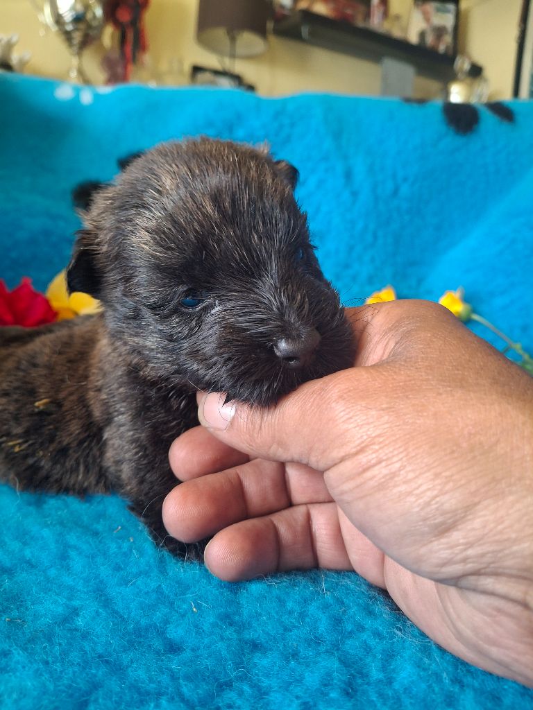 du Harpouy D'Auzan - Chiots disponibles - Scottish Terrier